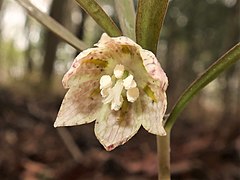 花被片内側の基部側から4分の1の位置から先端に向かう腺体がある。花糸や花柱に小突起は無い。