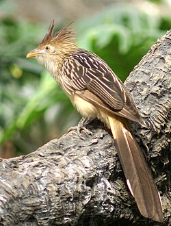 Guira dzeguze (Guira guira)