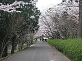 雲仙市橘神社桜並木