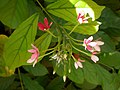 Fleurs de Quisqualis indica.