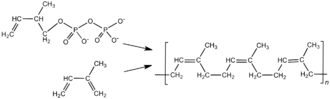 (1)trans-1,4-polyisoprene is called gutta-percha. (2)in natural rubber various chains are held together by weak Van Der Waal's interactions and has a coiled structure.so it can be stretched like a spring and exhibits elastic properties