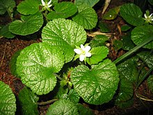 Rubus pectinellus 1.JPG