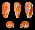 Conus bullatus