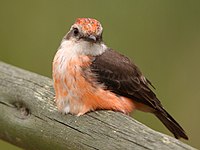 White chested bird on a log