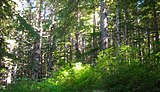 Rainforest surrounding the lake catchment