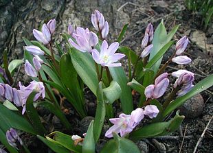 Snepryd (Chionodoxa luciliae).