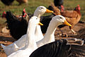 canards et poules