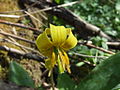 Érythrone d'Amérique (Erythronium americanum).