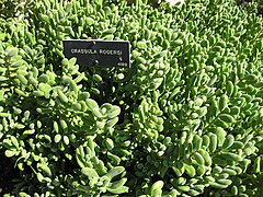 Crassula rogersii ✓