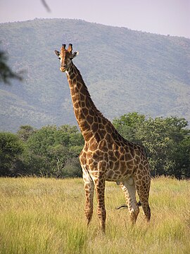 Giraffa camelopardalis