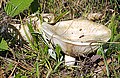 !Lactarius vellereus!