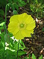 Meconopsis cambrica