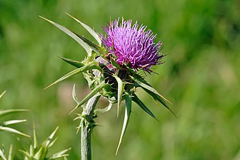 Blessed milk thistle