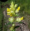 Rhinanthus angustifolius