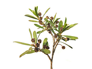 Kānuka sprig