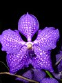 Сорт Vanda Pakchong Blue