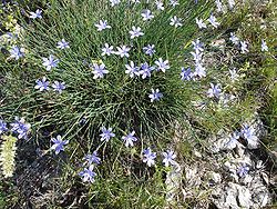 Aphyllanthes monspeliensis.