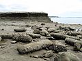 The rocks between the point and St Heliers Bay. The concretions are scattered and looking like fossilised logs, long after the supporting sandstone has been eroded away by the waves.