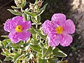 Cistus albidus