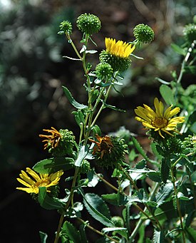 Гринделия растопыренная (Grindelia squarrosa)