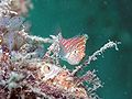 Dwarf hawkfish (Cirrhitichthys falco), Sipadan, Malaysia