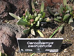 Cerochlamys ✓