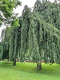 Grimma, 2 Hängebuchen im Schwanenteichpark an der Köhlerstraße