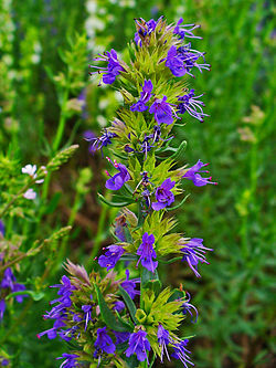 Iisoppi Hyssopus officinalis