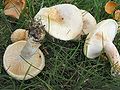 Flaumiger Birken-Milchling (Lactarius pubescens)