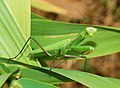 Modliszka zwyczajna (Mantis religiosa), samica. Widok z boku. Siedzi na liściu.