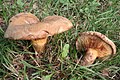 Kahler Krempling (Paxillus involutus)