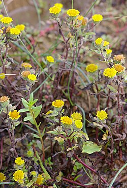 Mazais sūricis (Pulicaria vulgaris)