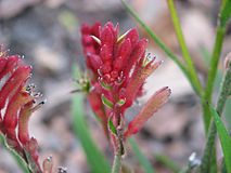 Bush Ochre