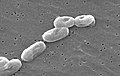 Burkholderia cepacia (β)