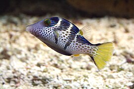 Canthigaster valentini