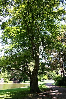 Fagus grandifolia JPG1Ms.jpg