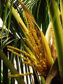 Mayang kelapa yang keluar daripada seludangnya.