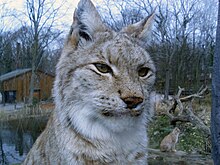 Lynx lynx 20080210.jpg