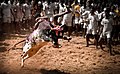 Image 31Jallikattu, a traditional bull taming event. (from Tamils)