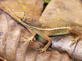 Anolis auratus