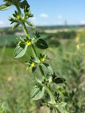 Bjergkortkrone (Sideritis montana)