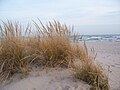 American Marram Grass dunes with Lake Michigan in background within Kohler-Andrae State Park