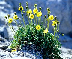 Melasól Papaver radicatum