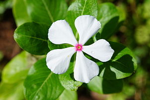 Une fleur de pervenche de Madagascar (Catharanthus roseus). (définition réelle 4 240 × 2 832)