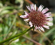 Erigeron alpinus06.jpg