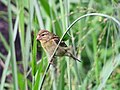 Female