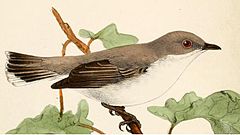 Description de l'image Gerygone inornata.jpg.