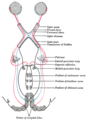 Scheme showing central connections of the optic nerves and optic tracts.