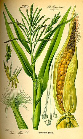 Zea mays