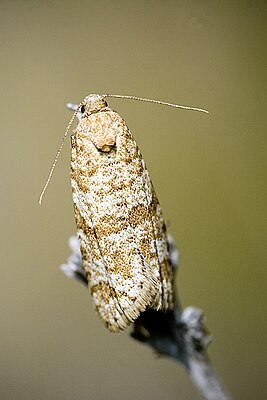 Isotrias stramentana